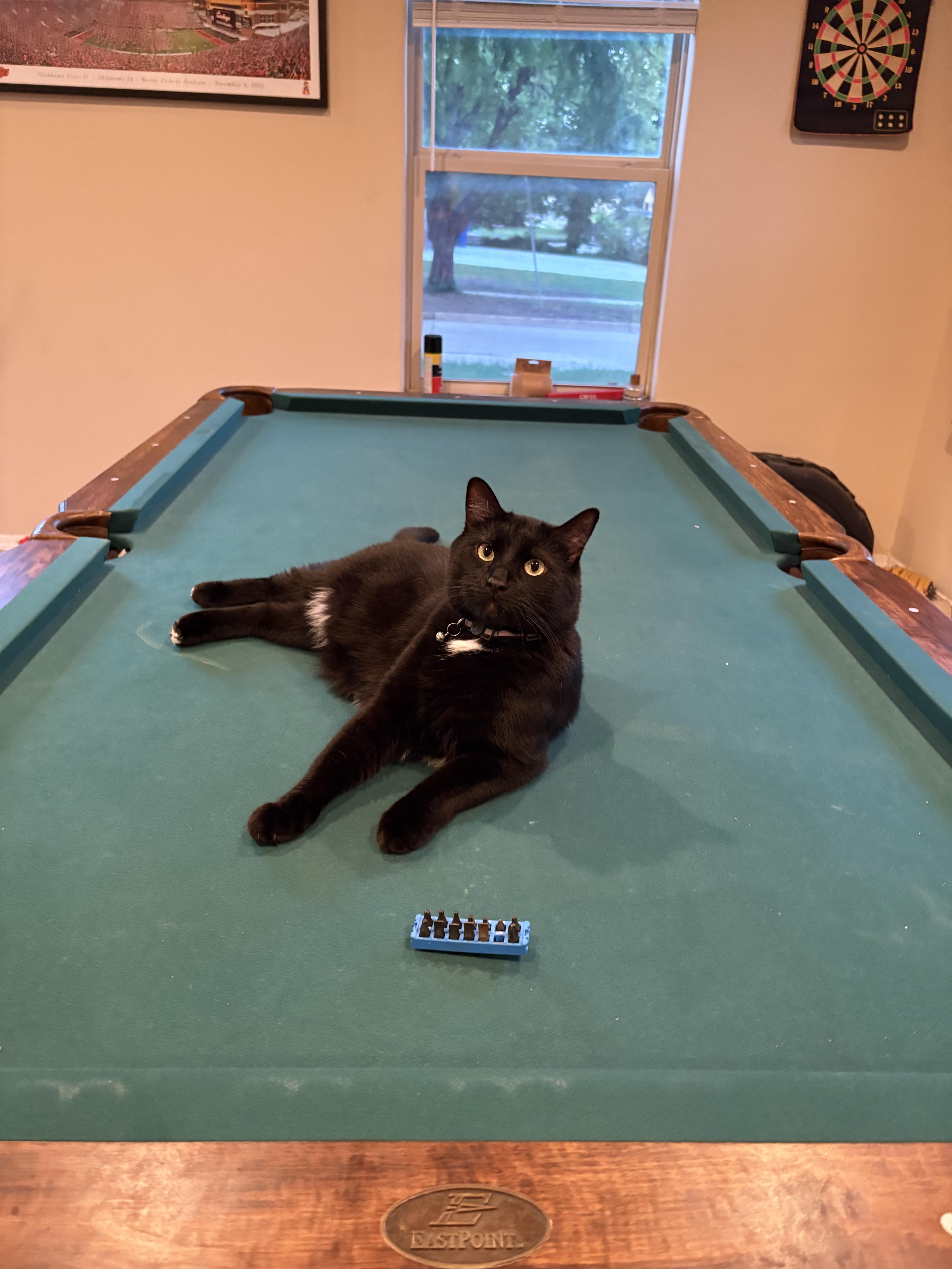 A picture of howard the cat